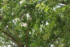 Lagerstroemia indica